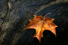 photo 0173
